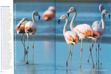 "Mais de espécies de aves - colhereiros, cisnes-do-pescoço-preto, flamingos, trinta-réis - se aglomeram em diferentes estações na Lagoa do Peixe, para um grande banquete a céu aberto. É o único lugar no mundo em que o sol nasce e se põe no mar."